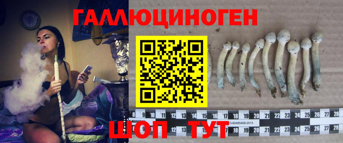 Псилоцибиновые грибы Psilocybine cubensis Михайловка
